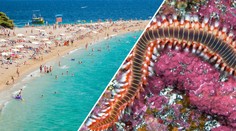 Chorvatsko dál děsí ohniví červi! Místní se jich bojí, turisté nic neřeší