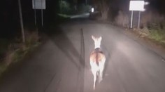 Daněk sportovec si vystřelil z řidiče! Video se stalo hitem internetu