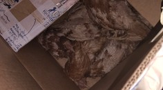 Žena chtěla zachránit slepice z klecí. Při nevhodné přepravě skoro všechny zahynuly