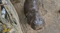 Zoologické zahrady trápí vedra. Do stínu se schovávají zvířata i návštěvníci