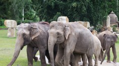 80. let slonů v Zoo Praha: Co všechno je připraveno pro návštěvníky?