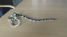 Noční můra pro každého, kdo se bojí hadů. Žena na plaza narazila v koupelně
