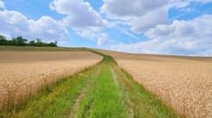 Bratři vlastnili velký pozemek, jejich děti o tom nevěděly. Teď se radují z dědictví