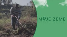 Internet budoucnosti? Vyhledáváním informací zasadíte strom!