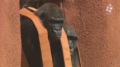 Pražská zoo otevřela nový pavilon goril. Ty patří k nejoblíbenějším zvířatům