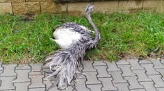 Neobvyklá nehoda na Chrudimsku. Auto srazilo pštrosa