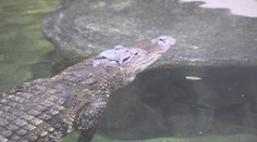Krokodýl v jihlavské zoo podstoupil speciální zdravotní prohlídku
