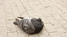 Chlapec a dívka (16) bestiálním způsobem utýrali holuba