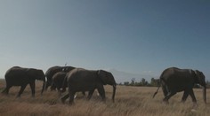 Africká země vyhrožuje Německu. Pošleme vám 20 tisíc slonů, prohlásila