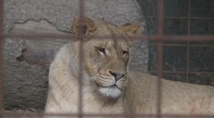 V táborské zoo otevřeli záchrannou stanici. Pomáhat bude hlavně šelmám