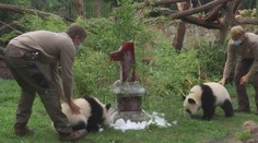 Pandí dvojčata v berlínské zoologické zahradě oslavila první narozeniny