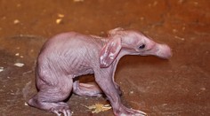 Smutná zpráva: Nejsledovanější mláďátko pražské zoo umřelo