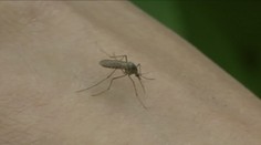 Češi si oblíbili dovolenou v exotice. Mnohdy ale podceňují zdravotní rizika