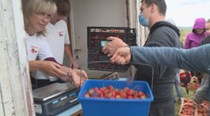 Startují samosběry jahod! Tady si je můžete natrhat. PŘEHLED po krajích