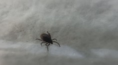 Klíšťata už jsou venku, nezastavila je ani zima. Odborník radí, jak je vytáhnout