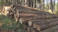 Vandal způsobil v lese obrovské škody. Nařezal desítky stoletých stromů