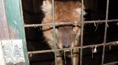 Tygr na prodej! Muž chtěl vlastní zoo, nevyšlo to. Zvířata teď živoří