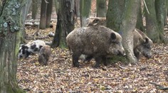 Pseudovzteklina se objevila i mezi divočáky na Vyškovsku