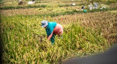 Další velká krize je za rohem. Farmáři panikaří, hrozí vyšší ceny potravin