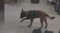 VIDEO: Policejní pes v Jižní Dakotě si sněhové boty moc neoblíbil