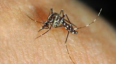 Sousední zemi trápí tropičtí komáři, kteří přenáší exotické nemoci. Jsou i v Česku