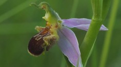 Senzace v Česku. Začíná se tady dařit divoce rostoucím orchidejím