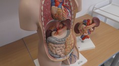 Čeští vědci našli způsob, jak odhalit rakovinu slinivky. Potřebují dobrovolníky