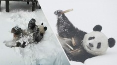 Panda si zařádila ve sněhu. Skákala přemety a hrátky zakončila svačinou