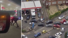 Drsné rvačky na benzínkách. Napětí kvůli nedostatku paliva v Británii roste