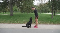 Běhání se psem se stává novým trendem. Canicross je populární na světové úrovni