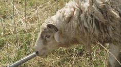 Útok vlků na Karlovarsku. Vtrhli na biofarmu ke stádu ovcí