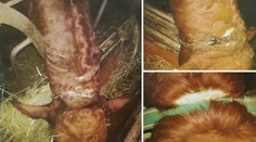 Horor na farmě. Zvířata měla řetězy zarostlé do krku