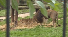 Zoo Dvorec má nový přírůstek, ošetřovatele příchod lvíčete překvapil