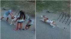 Děti štípaly psa, až jedno kousl. Příbuzní zbili majitelku, dál jí hrozí!