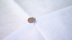 Teplé počasí hraje do karet klíšťatům. Chraňte své mazlíčky, varují veterináři