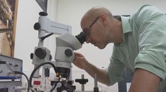 Konec štípancům od komárů. Vědci vynalezli nový typ přírodního repelentu