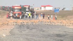 Desítky tisíc březích antilop komplikují dopravu