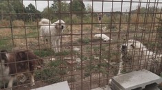 Na ranči objevili zbídačené psy a koně. "Válela se tu hlava i kopyta," tvrdí místní