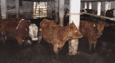 Otřesná farma na Vysočině: Krávy trpí v hnoji mezi uhynulými kusy