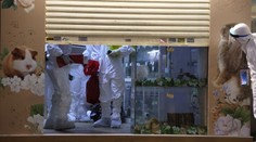 Smrt křečkům. V Hongkongu jich utratí tisíce kvůli nákaze prodavače