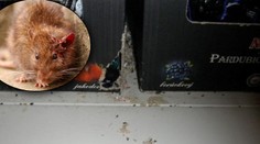 Prodejny plné myší! Inspektoři zavřeli hned TŘI provozovny, problémy mělo i Penny