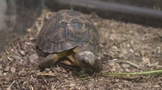 Přímo v expozici zoo se vylíhlo mládě vzácné želvy paprsčité