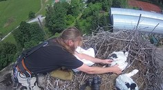 Bouře narušila čapí hnízdo! Lidé sledovali boj o přežití mláďat