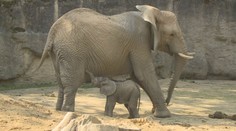 Událost roku ve zlínské ZOO. Na svět tam přišlo mládě slona afrického