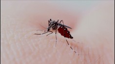 V Česku se vyskytl invazivní komár japonský. Může přenášet nebezpečné nemoci