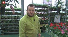 Chystáte se pěstovat balkonové letničky? Poradíme, jak na to!