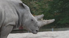 Hodně zvířat i příznivé ceny. Polská zoo je ideální pro rodiny s dětmi