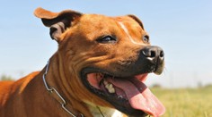 Podřízl fenu, půjde do vězení. Za kruté týrání zvířete dostal mladík čtyři roky