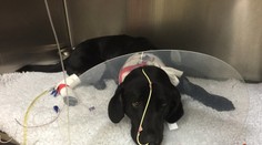 Záhadná nemoc požírá psy zaživa, veterináři jsou v koncích