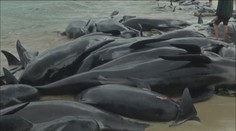 Smutný nález: Na pláži v Austrálii uvízlo 150 kosatek! VIDEO